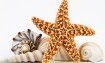 seashell-star-fish_shutterstock_117399901_fb.jpg